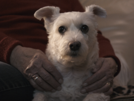 Door dierenbuddy kan huisdier langer thuis blijven