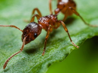 Nieuw huisdier: neem een mier!