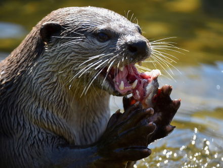 Maat vol voor boswachter na zoveelste doodgereden otter