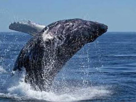 Bellen met SOS Dolfijn over de bultrug in de haven van Den Helder