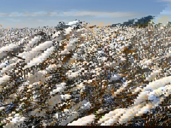 De cotton gin uitvinden, maar er nauwelijks aan verdienen