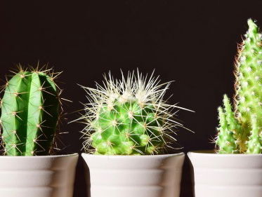 Kamerplanten logeren in museum