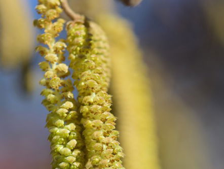 Hooikoorts is een serieuze ziekte