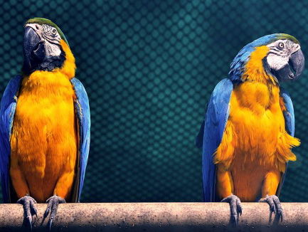 Wie is lotje in 'van lotje getikt'?