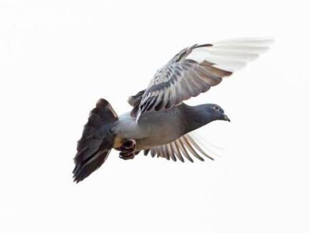 Nieuw record snelheid postduif