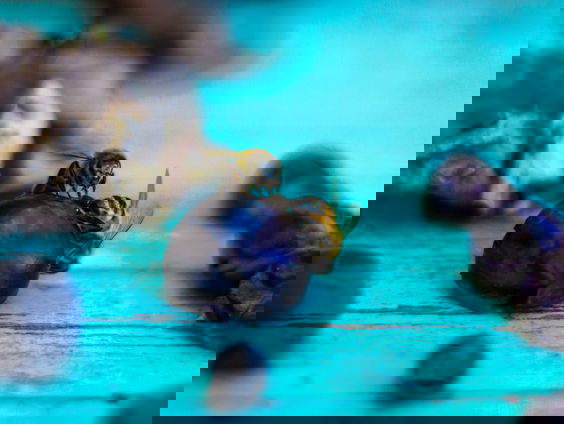 HZD: Hoe houd je wespen weg bij je eten?