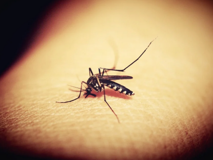 Malaria veel dodelijker dan Corona