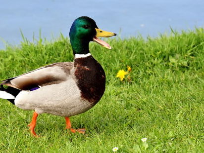 Dierenambulance Amsterdamse al veertig jaar reddende engelen voor dieren