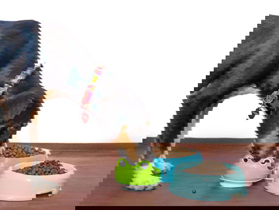 Dierenvoedselbank Limburg startte hulpactie