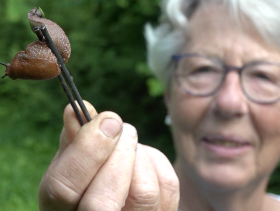Johanna (75) plukte deze zomer meer dan 47.000 naaktslakken uit haar tuin