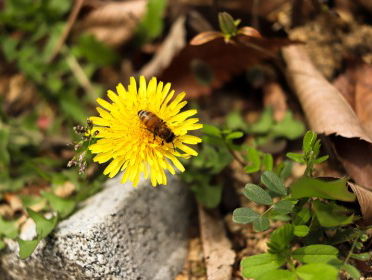 3. te gast: Lisette van Kolfschoten, bijen-expert Naturalis, ivm bijen-tel-dag