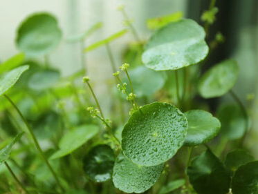 De natuur in: exotische planten in Nederland