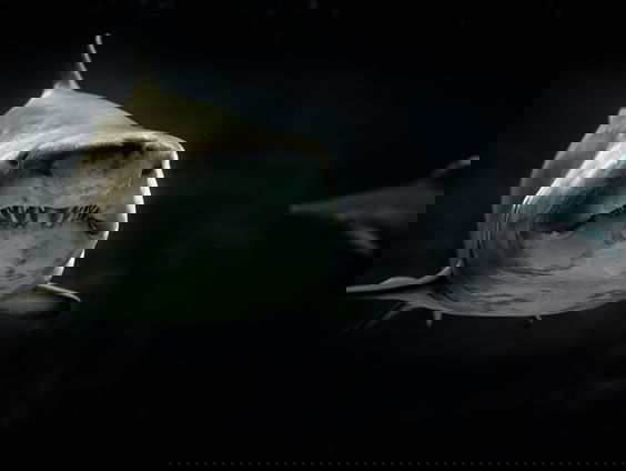 Malta wil de haaientand van George terug. Mag je zoiets eigenlijk houden?