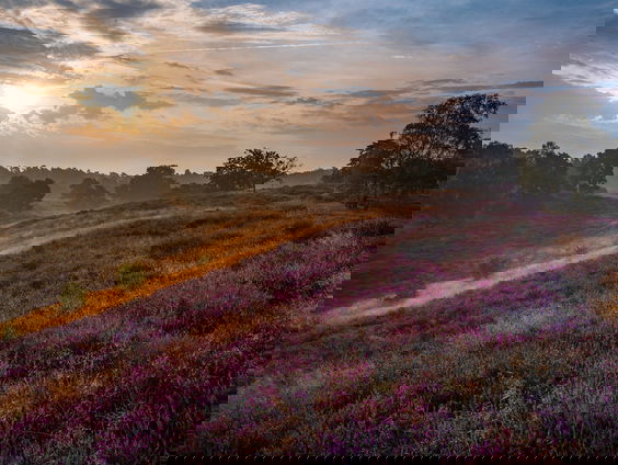 Ine Nijveld van Staatsbosbeheer over genieten in de natuur