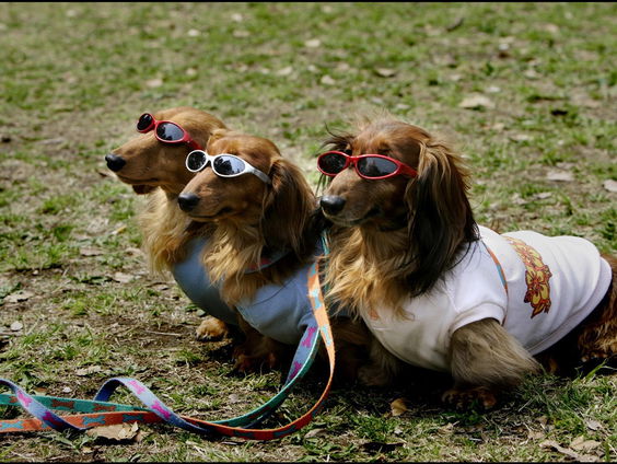 Deventer krijgt in november een winkel voor... teckels!