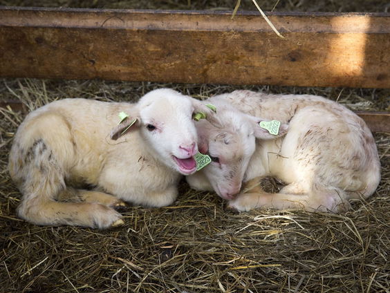 Hoera! Het eerste lammetje is geboren. Of toch niet?
