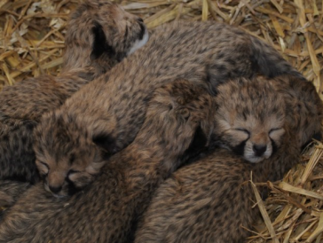 De natuur in: het eerste weekend van de jachtluipaardenvijfling
