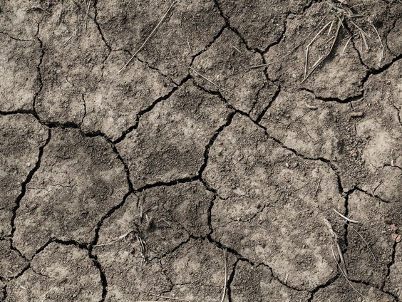 Op tuinsafari met Katja Staring: droogte