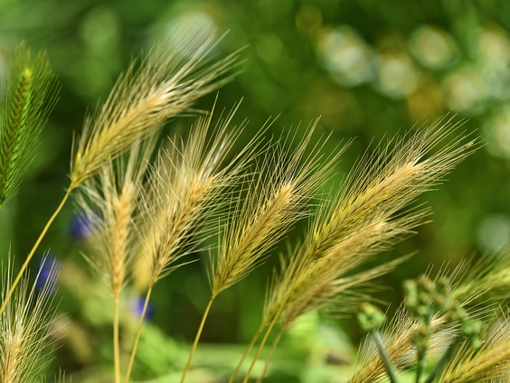 Onkruid tussen het graan