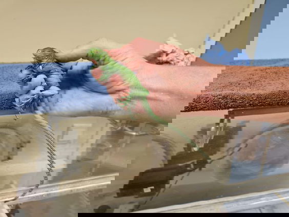 Diergaarde Blijdorp blij: eerste Antillenleguaan geboren