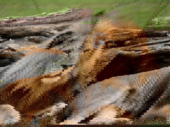 Redden de dierentuinen het in coronatijd?