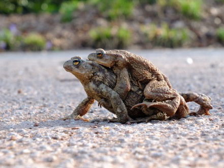 Recordaantal padden overgezet in Soest