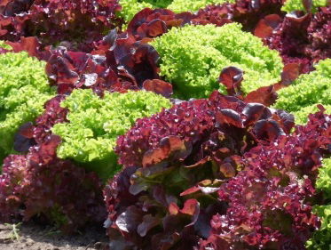 Te gast: Wim Kok & Harry vd Deijssel, moestuincursus voor beginners