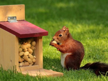 Martine Dubois: 'Geen tv of internet meer nodig met een eekhoorn in je tuin!'