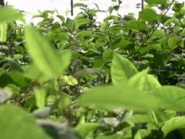 De Japanse duizendknoop verwoest je huis!