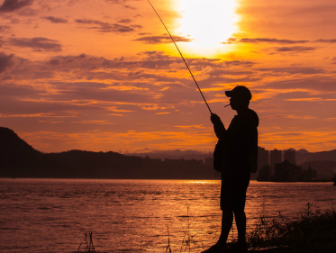 De aantrekkingskracht van vissen