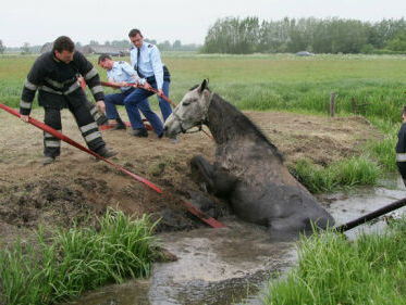 Hoe haal je een paard uit de sloot?
