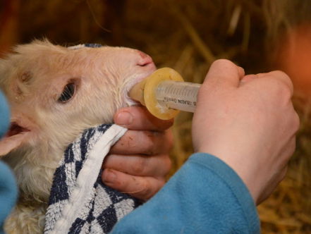 Petra bij de pasgeboren lammetjes