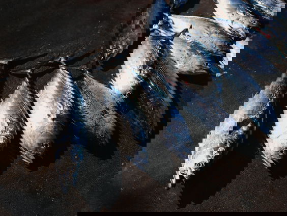 BiKo: Het WK is vandaag begonnen in Lelystad!