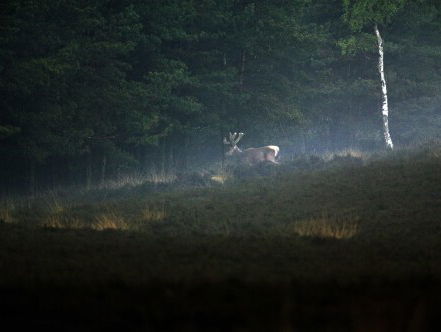 Luc Enting over zijn film 'Wild op de Veluwe'