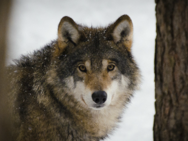 Wolvendiscussue in volle gang