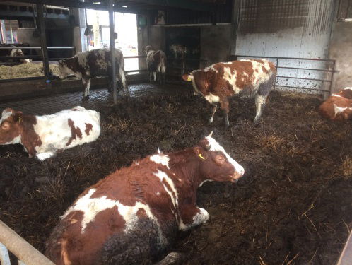 Thuis in Soest - Bioboeren in Soest