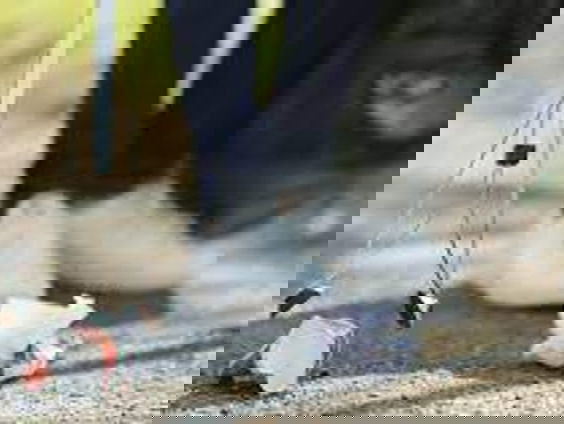 Frits van den Berk uit Maurik wandelt élke dag om zwerfaval op te ruimen!