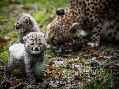 Beekse Bergen biedt 100.000 fans 'knuffelen met luipaarden' een alternatief