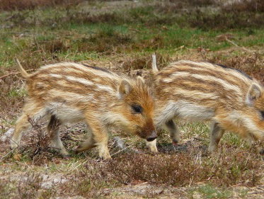 Op pad met boswachter Jaap Hovenkamp. Na mijn ontmoeting met het wilde zwijn vorige week, kijk ik hier er ...
