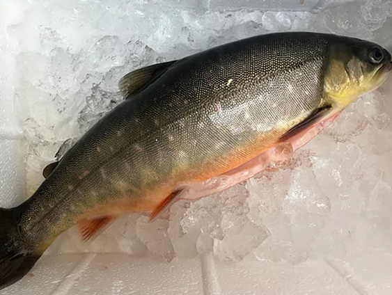 Jelle Busscher is beekridderkweker