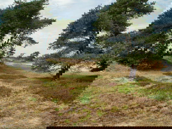 Suze Sanders dicht in de Drentse streektaal