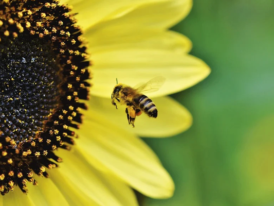 Hardwerkende bijen uit Drenthe!