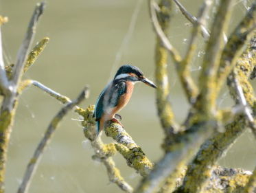 Wat Een Vak: preparateur