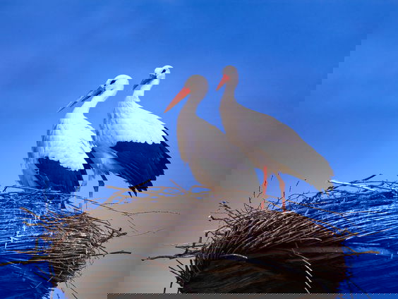 Waarom komt de ooievaar baby's brengen?