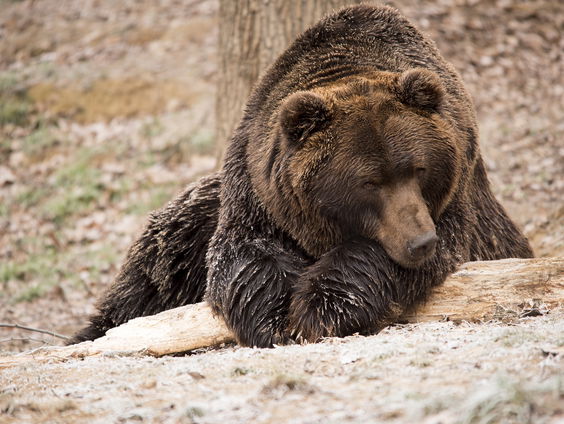 Zou jij in winterslaap willen gaan?