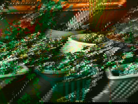 Op tuinsafari met Katja Staring: tuinieren in september