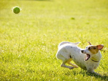 De hondenspeeltuin pakt uit op Tweede Paasdag