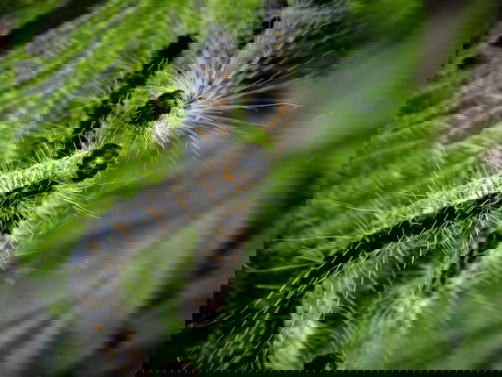 Eikenprocessierupsalarm!