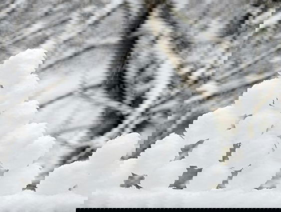 Kees uit Alkmaar heeft een opvallende verzameling: hij bewaart sneeuwballen!