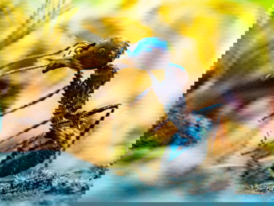 Op tuinsafari met Katja Staring